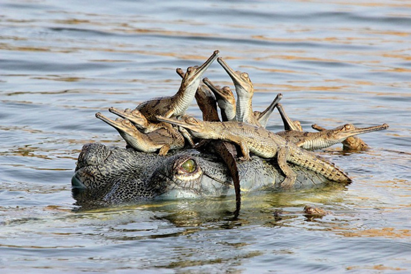Illustration for article titled The year's best wildlife photography will make you roar
